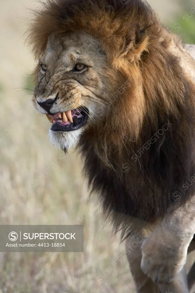 Portrait of Lion threatening Reserve of Masaï Mara Kenya