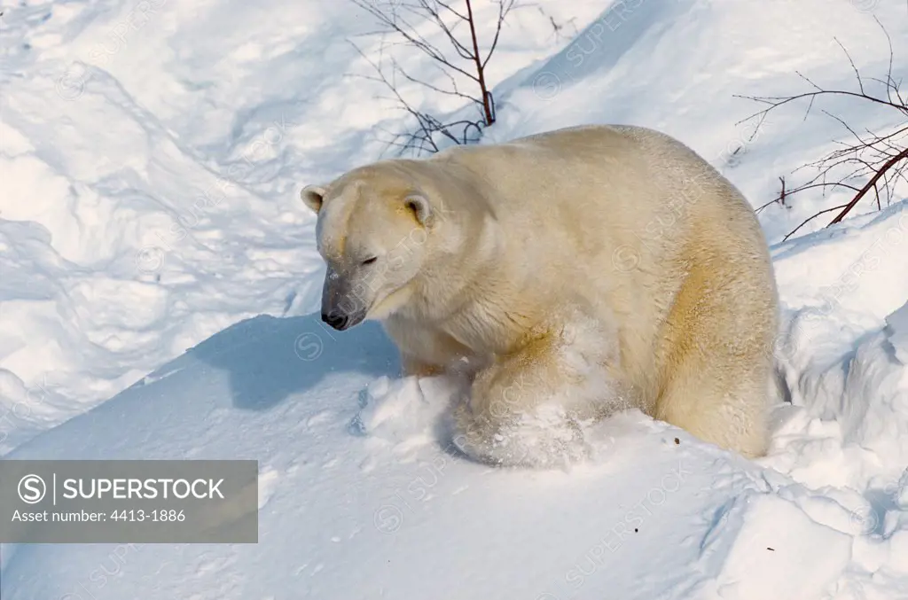 Polar bear male in snow Zoo of Ranua Lapland Finnish