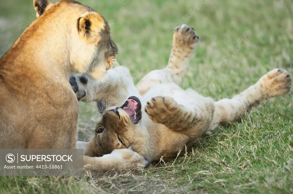 Lioness and lion cub Reserve of Masaï Mara Kenya