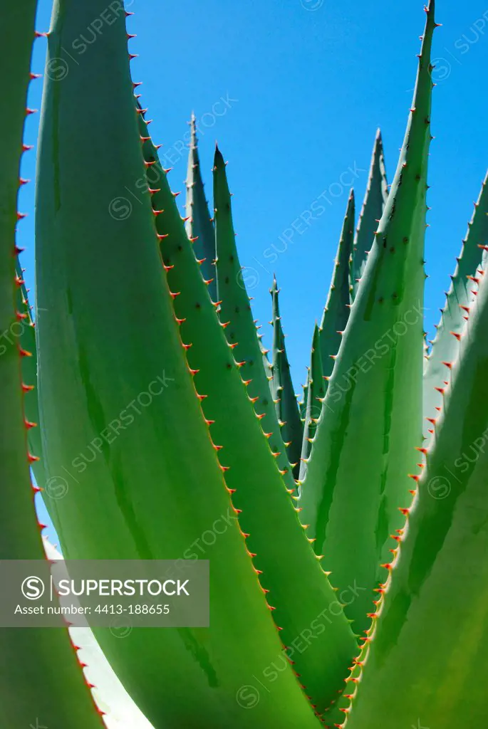 Agave in Guadeloupe