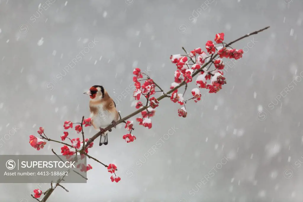 Goldfinch on a spindle tree in fruit under snow