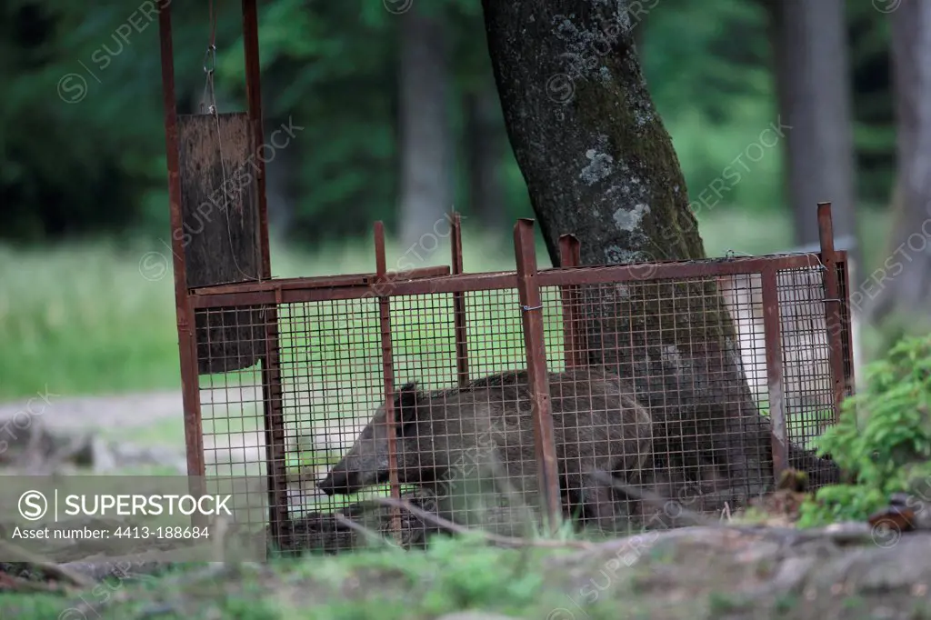 Wild boar captured to installing a transmitting collar on it