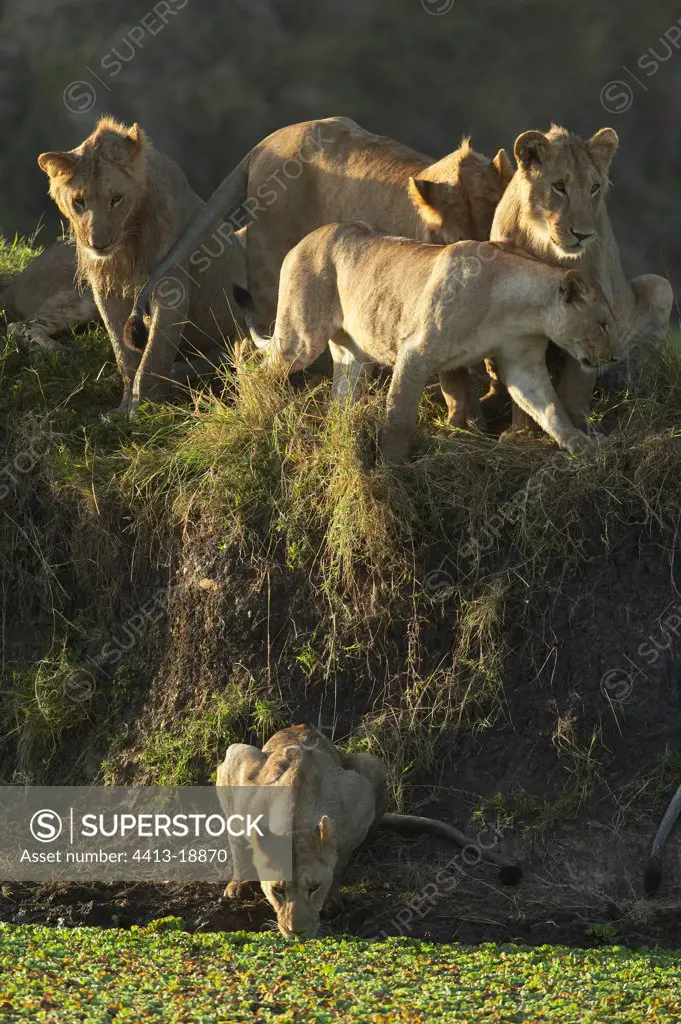 Lionesses on the bank Masaï Mara Kenya