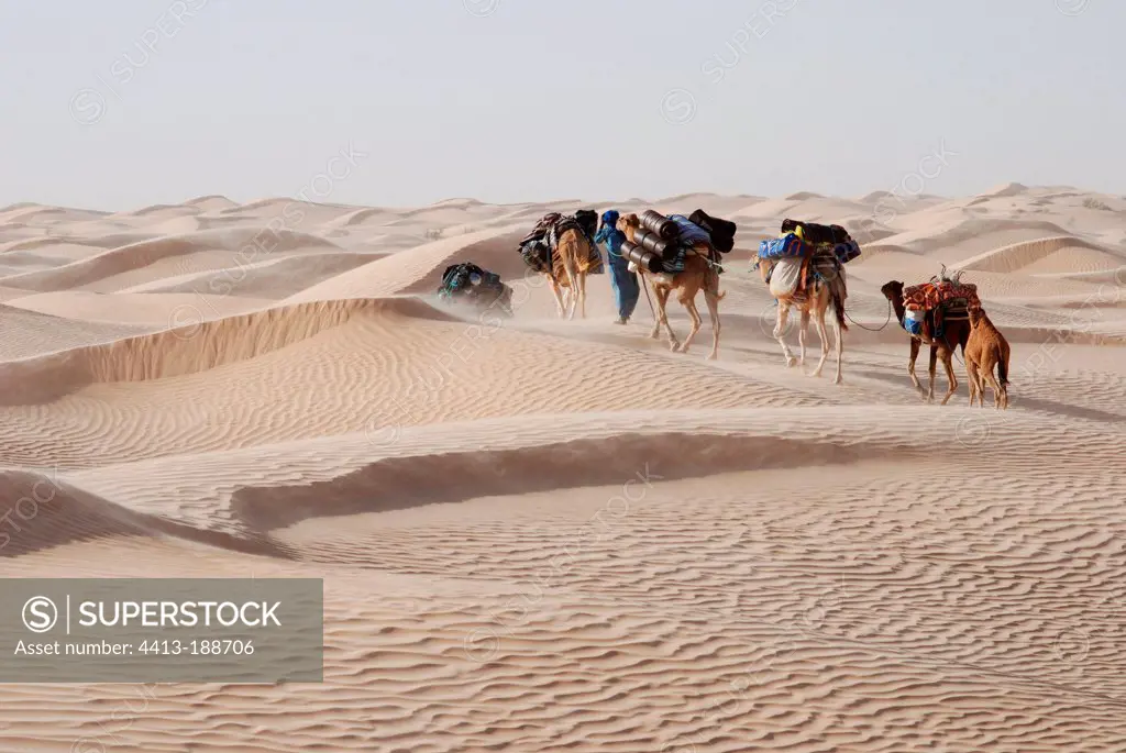 Caravan of Camels in the Tunisian desert