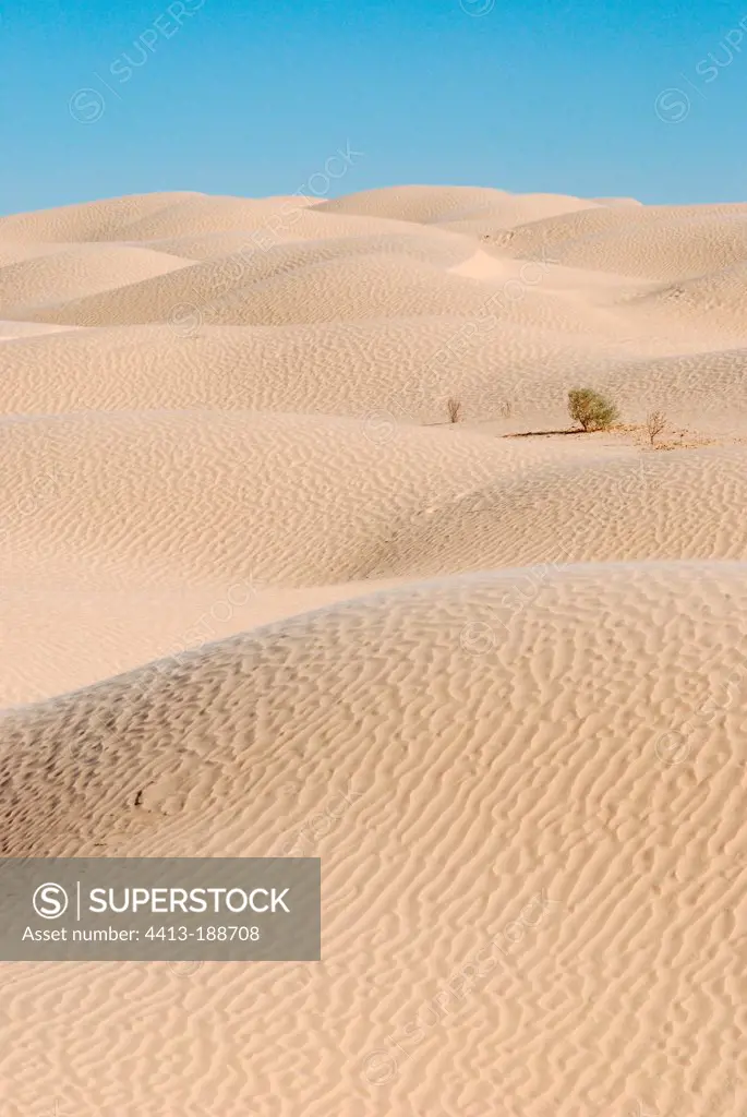 Dunes in the Sahara desert in Tunisia