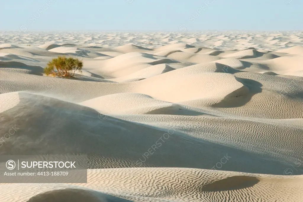 Sand dunes in the Sahara desert in Tunisia
