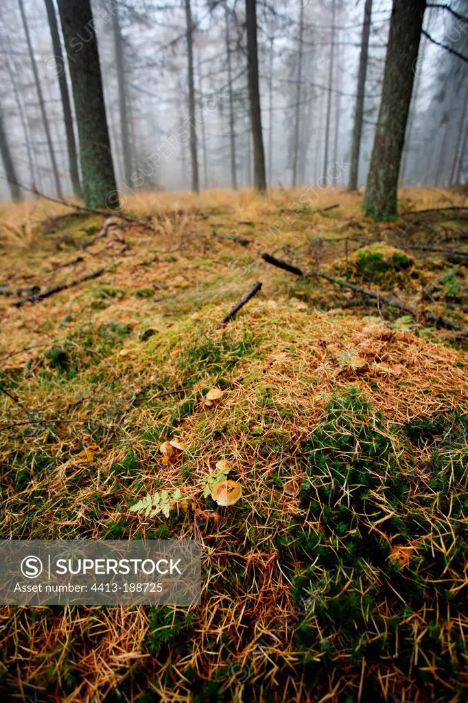 Japanese larches forest in autumn Belgium