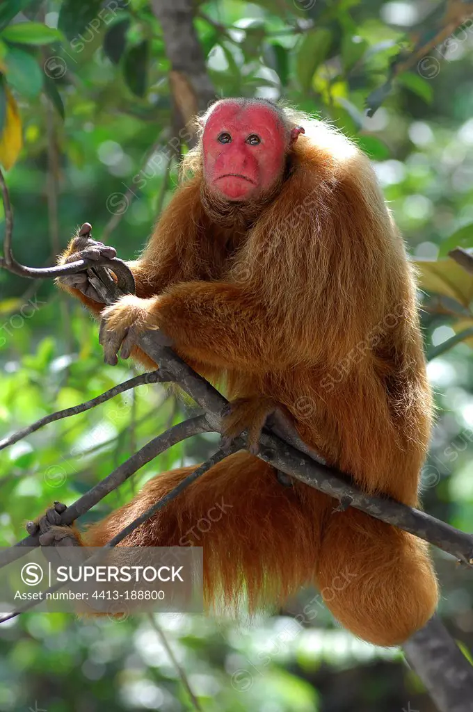 Red Bald-headed Uakari at Manaus Brazil