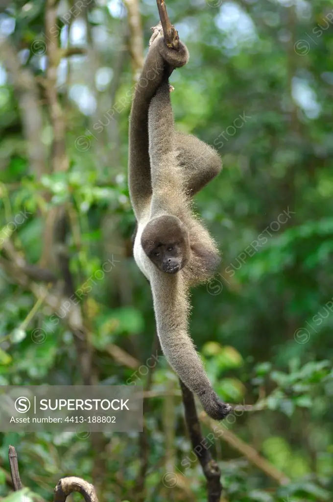 Woolly Monkey in a tree in Manaus Brazil
