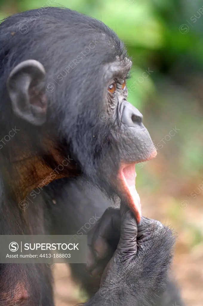 Portrait of a Gracile Chimpanzee Congo