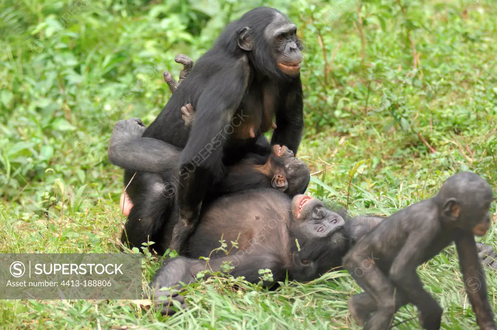 Gracile Chimpanzees mating Congo