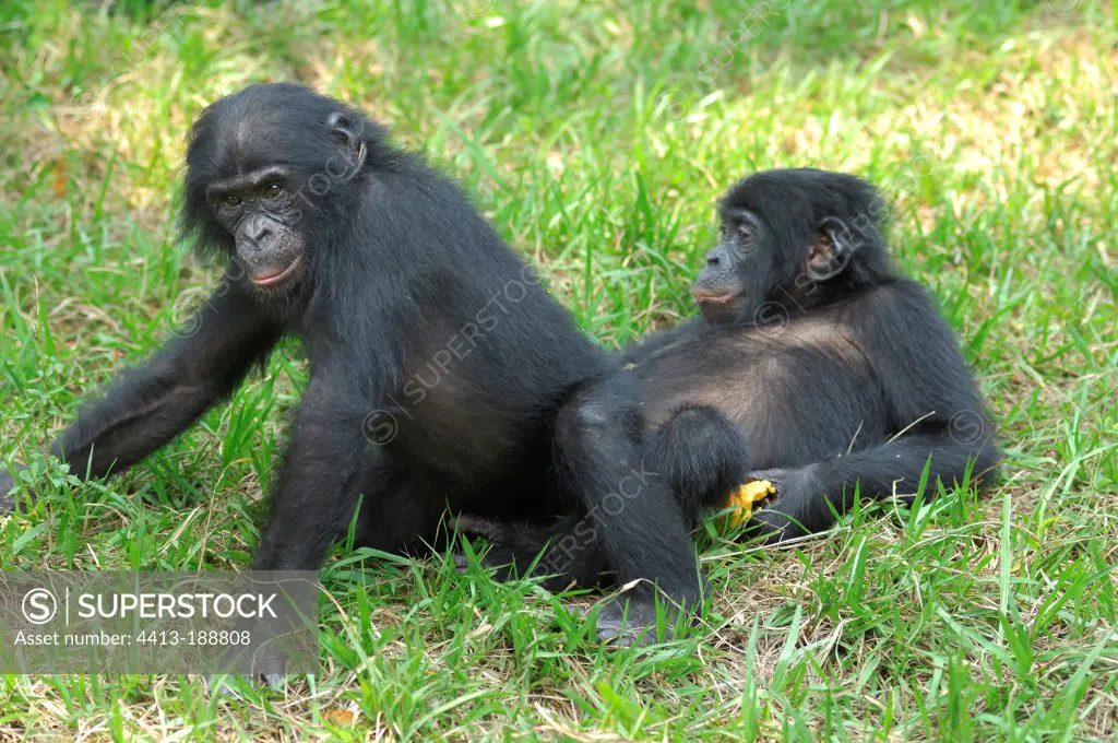 Two Gracile Chimpanzees in grass Congo