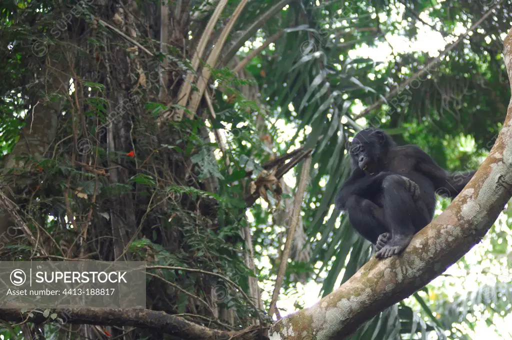 Bonobo in a tree in Congo