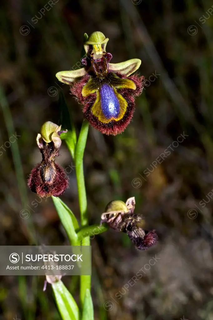 Mirror orchid in bloom in Catalonia Spain