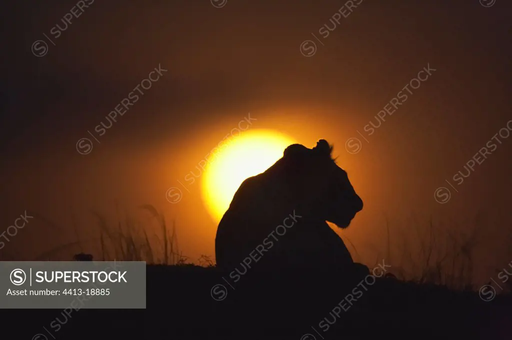 Lioness at sunset Reserves of Masaï Mara Kenya