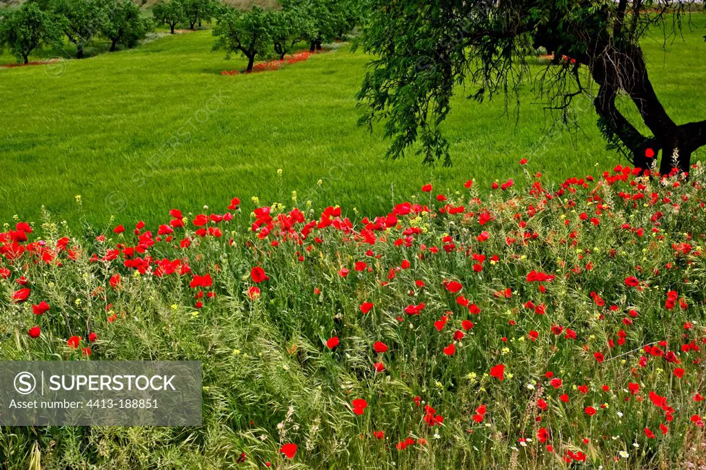 Poppies in bloom and almond tree in Catalonia Spain