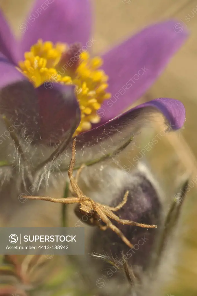 Spider crab on a Pasque flower in Lorraine France