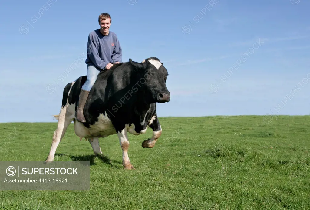 Teenager having fun riding a Cow France