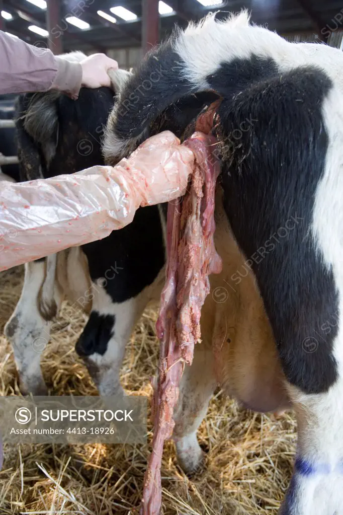 Veterinarian operating on a Cow after a calving France