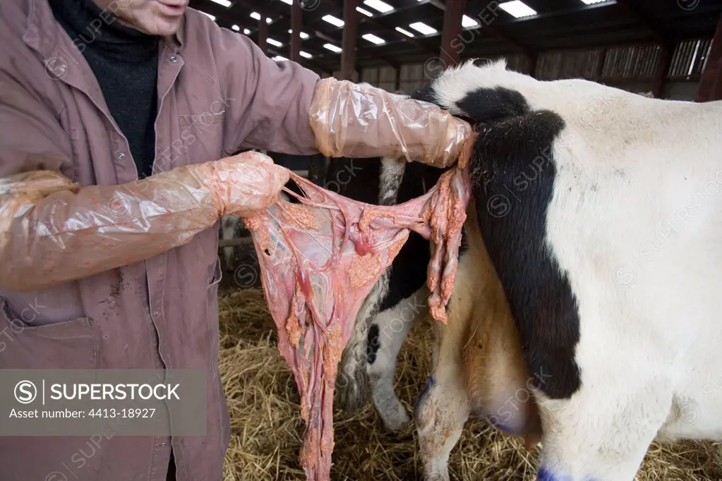 Veterinarian operating on a Cow after a calving France