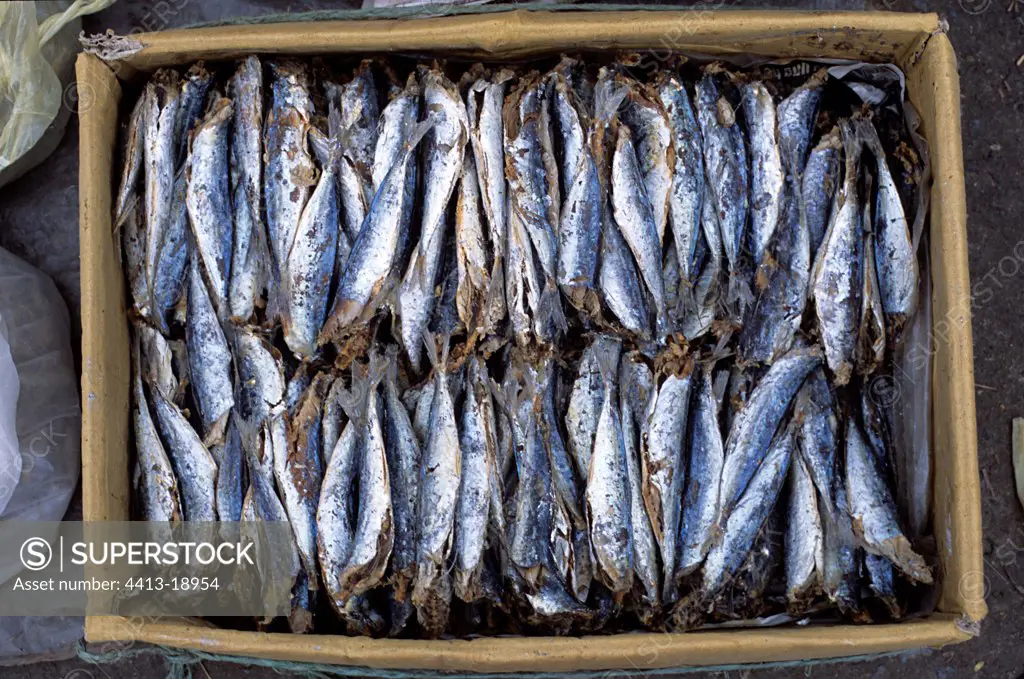 Case filled with fish