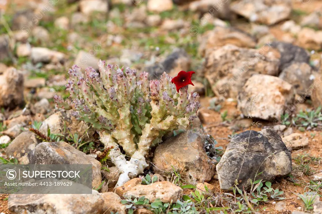 Caralluma socotrana in flower tray Diksam Socotra Yemen