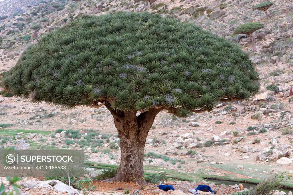 Socotra Dragontree Plateau Homhil Socotra Yemen