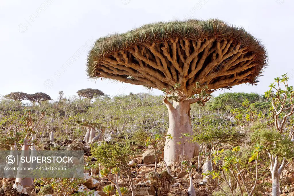 Socotra Dragontrees Plateau Homhil Socotra Yemen