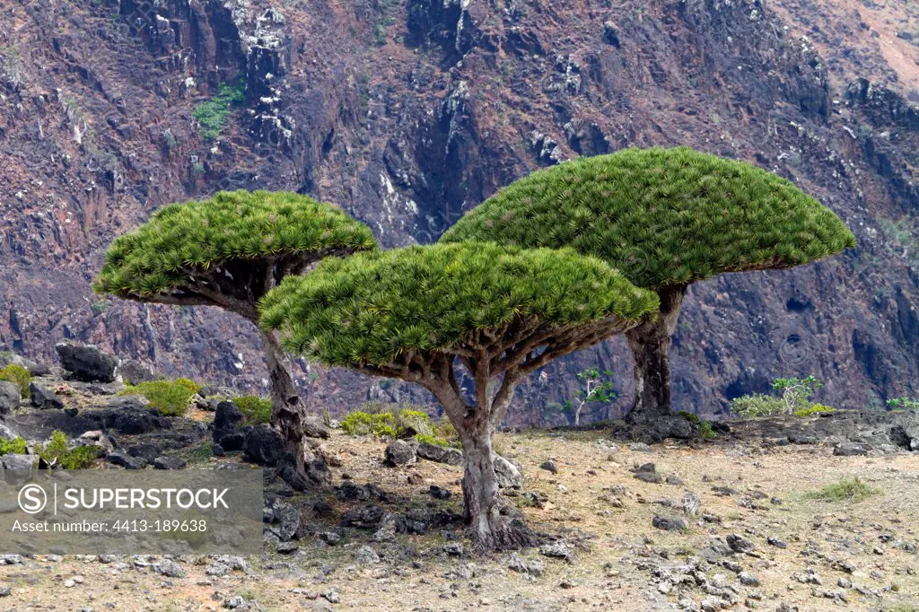 Socotra Dragontrees Socotra island Yemen