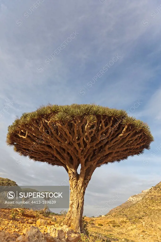 Socotra Dragontrees Plateau HomhilSocotra Yemen