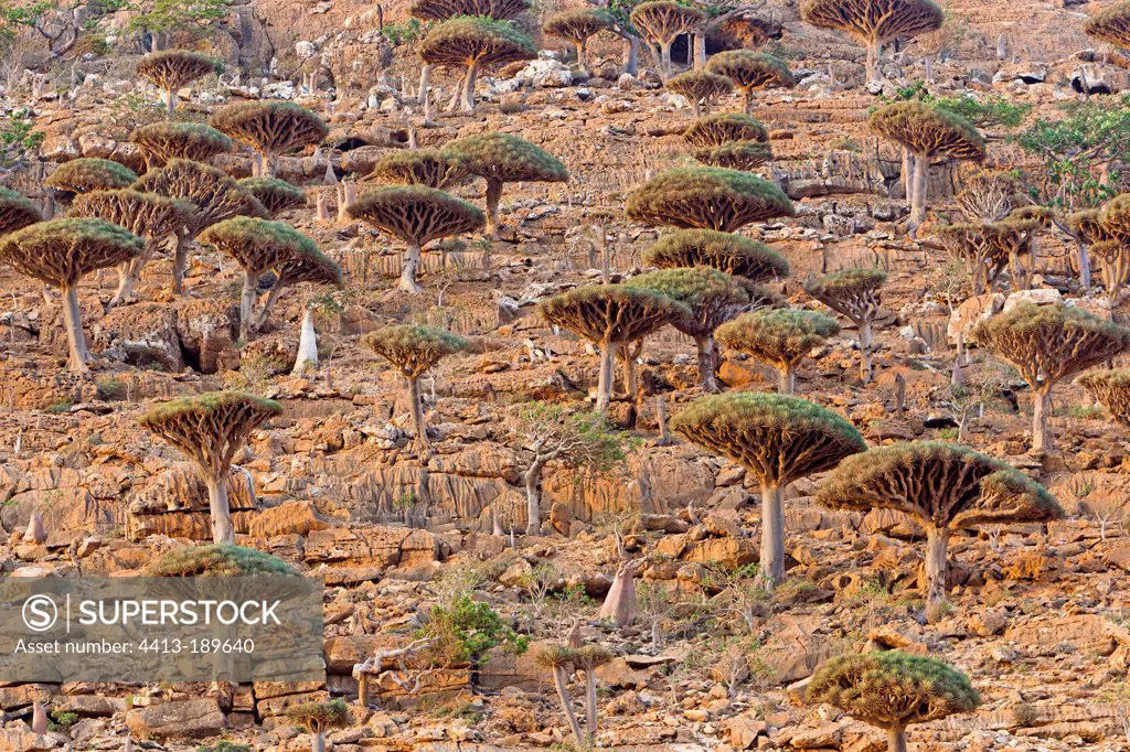 Socotra Dragontrees Plateau HomhilSocotra Yemen