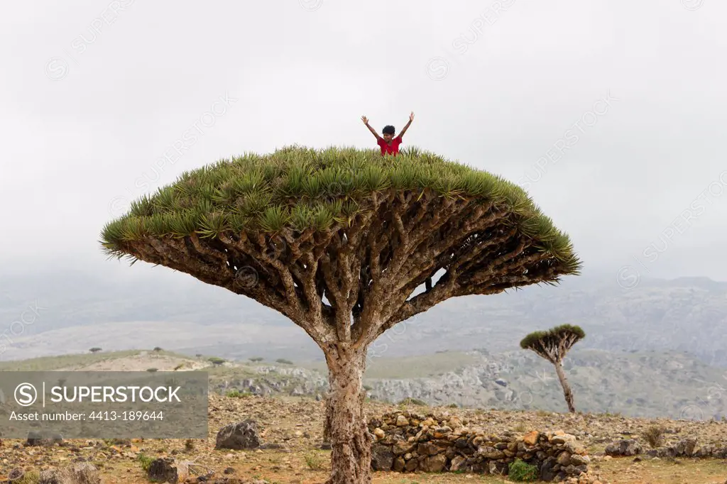 Child in Socotra Dragontrees Plateau DixamSocotra Yemen