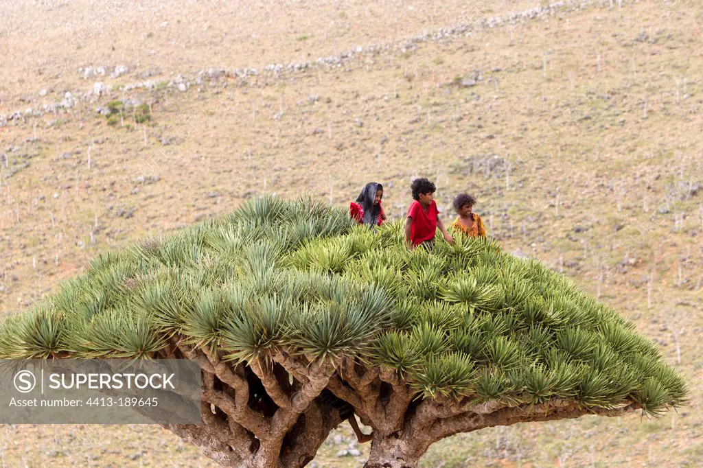 Children in Socotra Dragontrees Plateau DixamSocotra Yemen