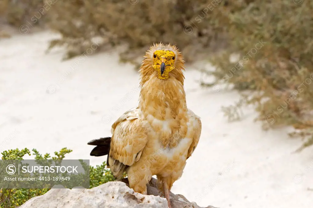 Egyptian Vulture on ground Socotra Island Yemen