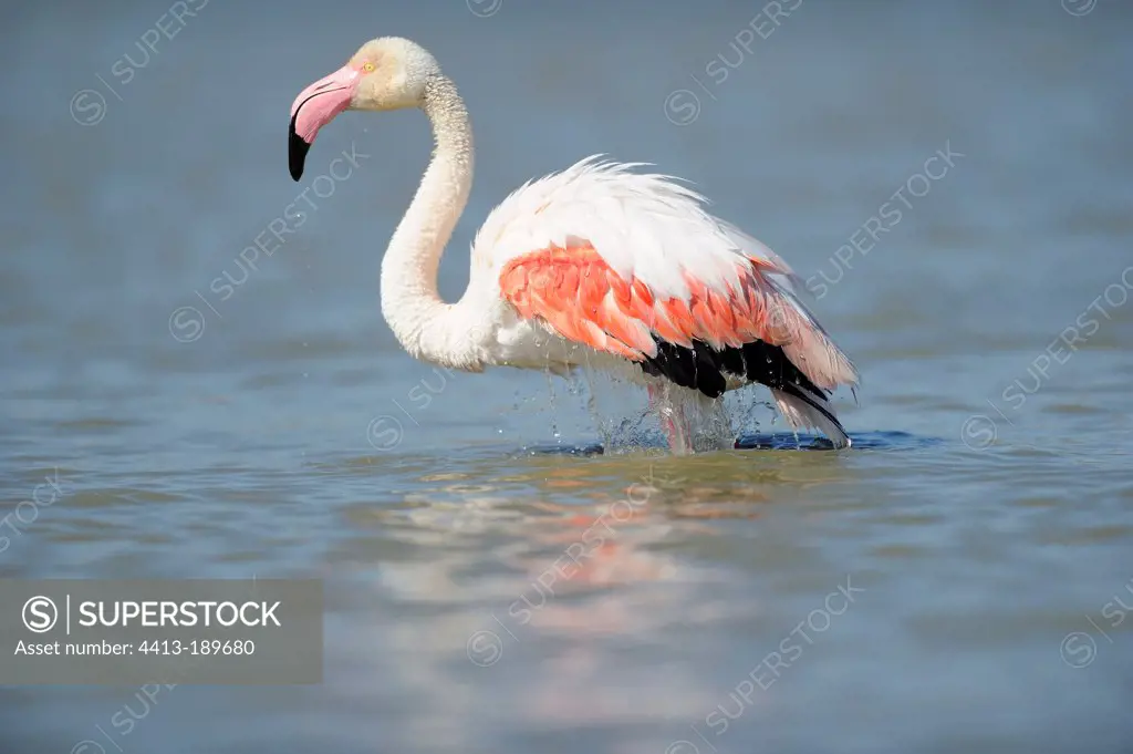 American Flamingo bathing at spring Gard France