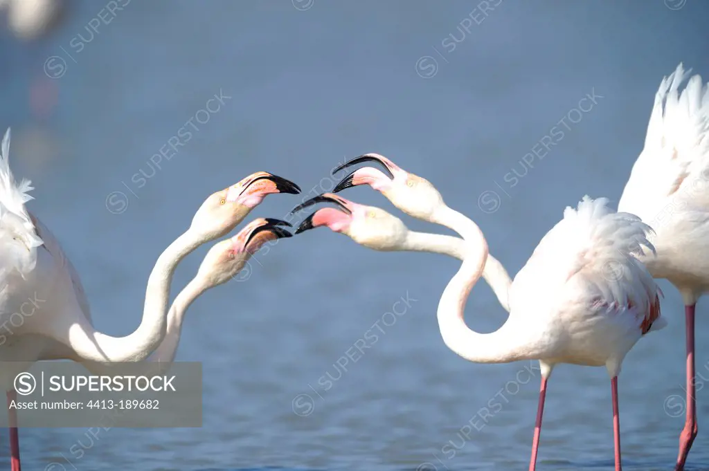 American Flamingos disputing at spring France