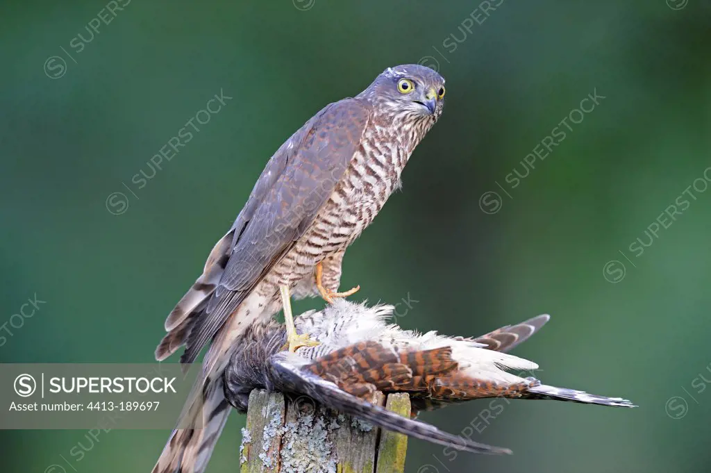 Young Sparrowhawk with its prey a Common Cuckoo