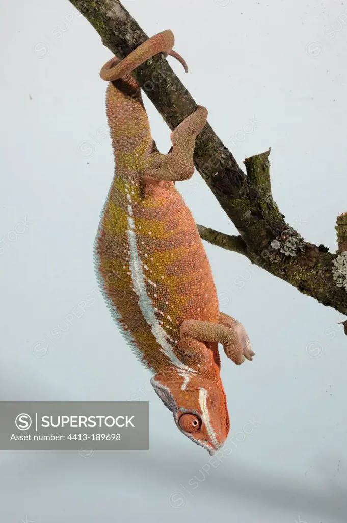 Panther Chameleon caught on a branch