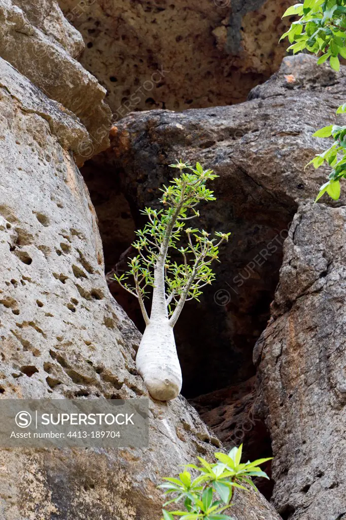 Socotran Fig tree on cliff Socotra Yemen