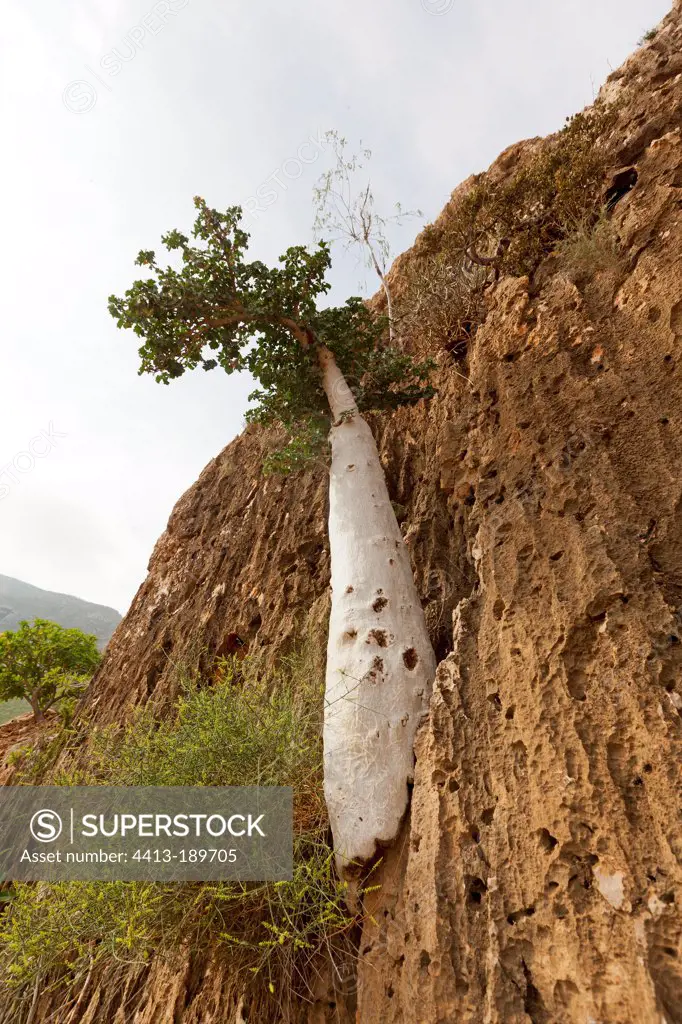 Cucumber tree on cliff Homhil plateau Socotra Yemen