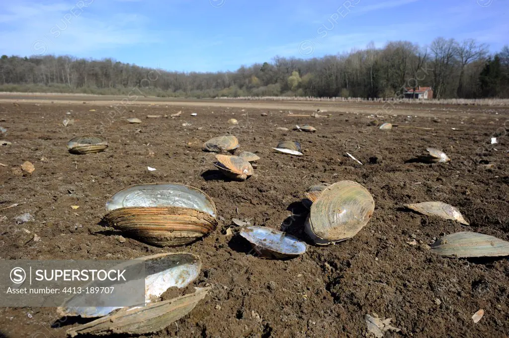 Swan mussels dead on the pond bottom France