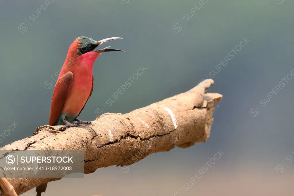 Southern Carmine Bee-eater (Merops nubicoides) on a branch, South Luangwa National Park, Zambia
