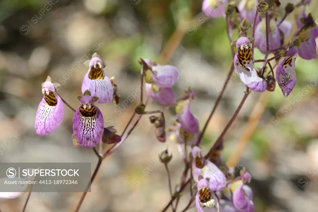 Capachito morado (Calceolaria cana), Calceolariaceae endemique du Chili, Parc national Radal Siete Tazas, VII Region del Maule, Chili