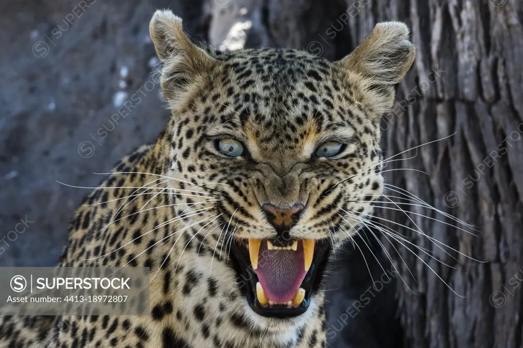 A leopard (Panthera pardus) snarling and looking at the camera, Khwai Concession, Okavango Delta, Botswana. I spent a lot of time with this green eyed leopard, always keeping my distance so as not to disturb him, until he gave me this warning. I therefore gave up following him. Its important to know their behavior and respect them.