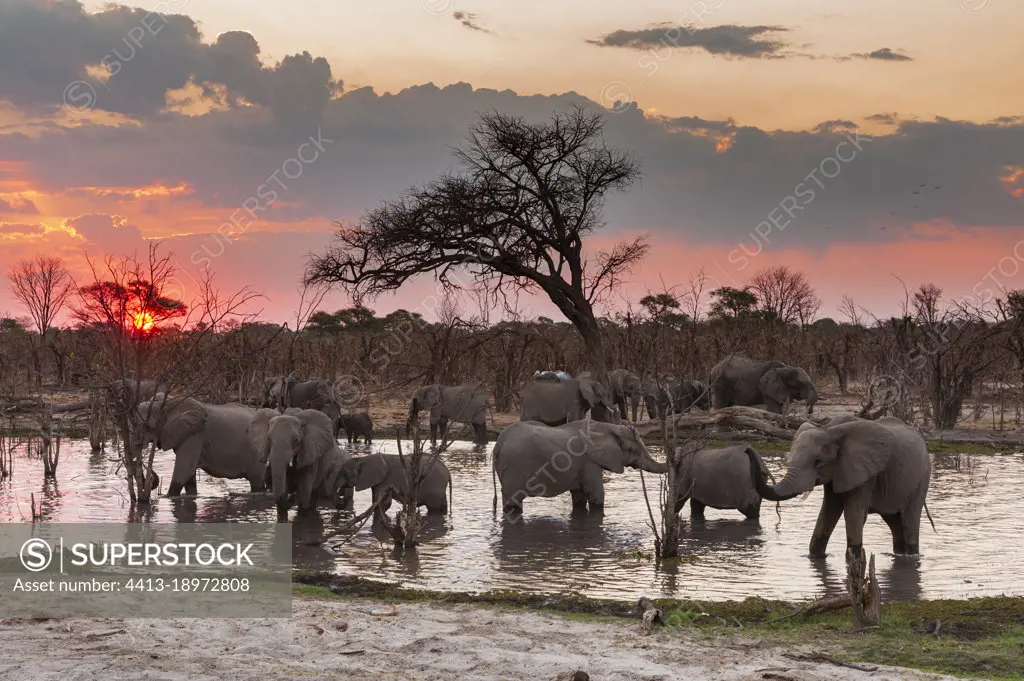 African elephants, Loxodonta africana, drinking in the river Khwai at sunset. Khwai Concession, Okavango Delta, Botswana