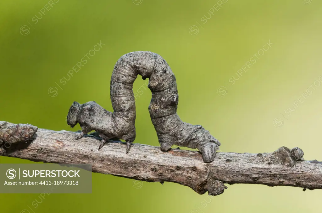 Geometrid caterpillar (Geometridae sp) on a twig, Paiolive forest, Ardeche, France