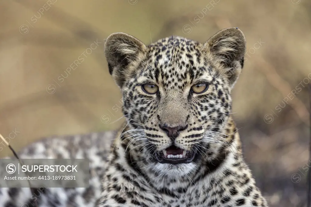 Leopard (Panthera pardus pardus), lying down, Masai Mara National Reserve, National Park, Kenya