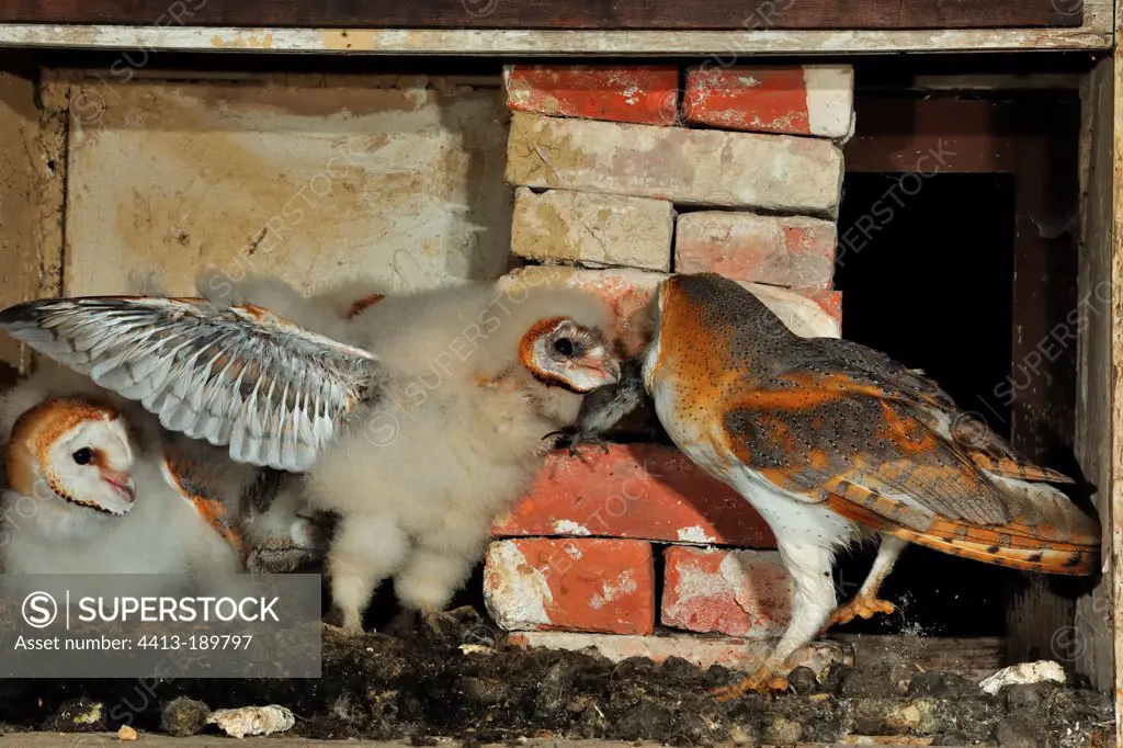 Barn owl feeding its young Normandy France