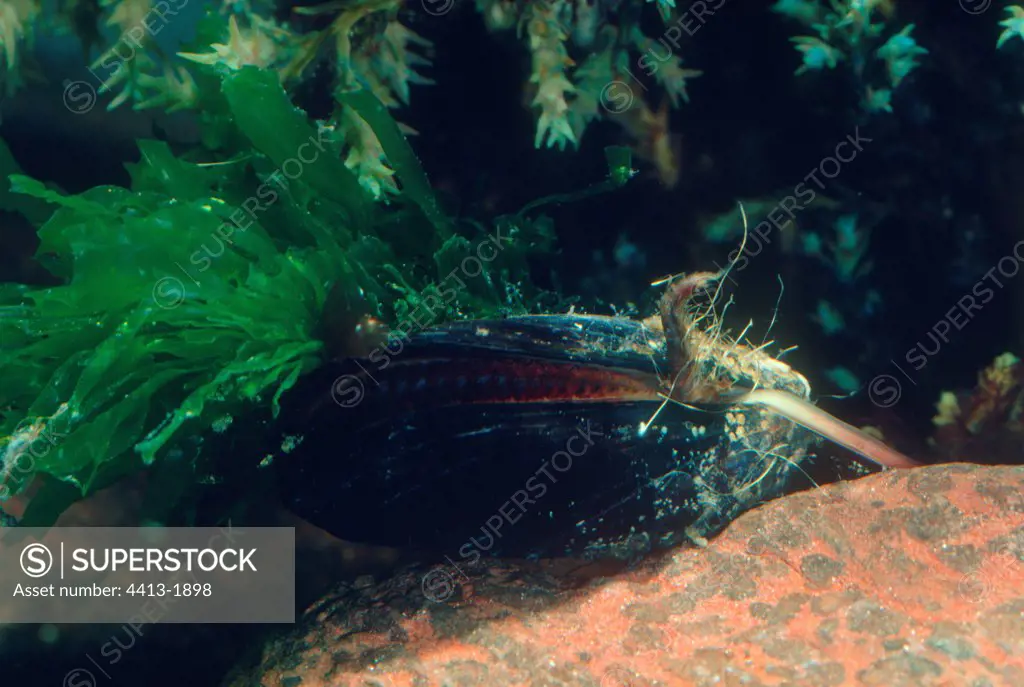Half-opened Common mussel showing its foot