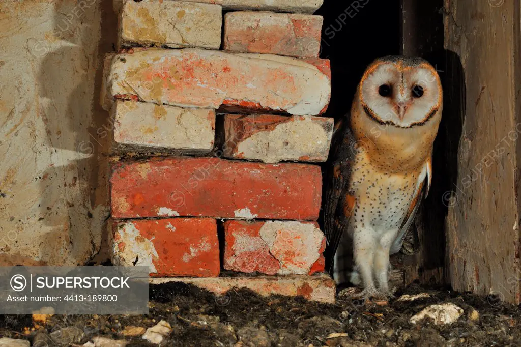 Young barn owl plumage terminal Normandy France